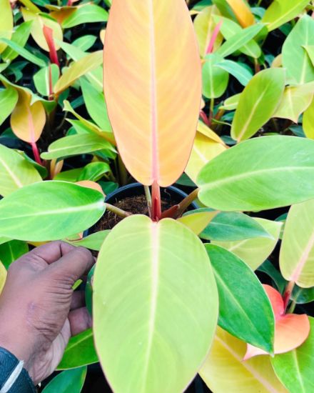 Picture of Philodendron - Orange splender, small plant