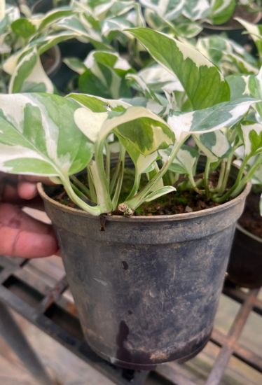 Picture of Pothos N'Joy