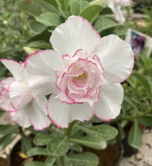 Picture of Adenium - 5 Plants combo 11, AD-8, AD-32, AD-10, AD- 6, AD-47