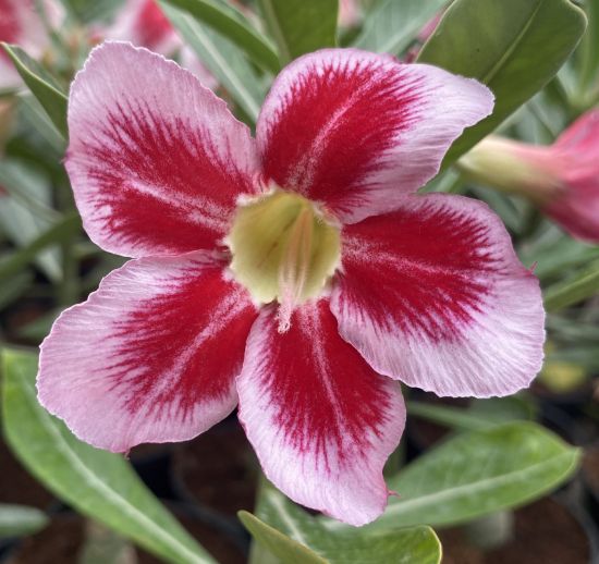 Picture of Adenium - 5 Plants combo 11, AD-8, AD-32, AD-10, AD- 6, AD-47