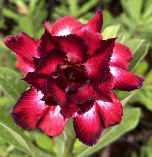 Picture of Adenium - 5 Plants combo 11, AD-8, AD-32, AD-10, AD- 6, AD-47