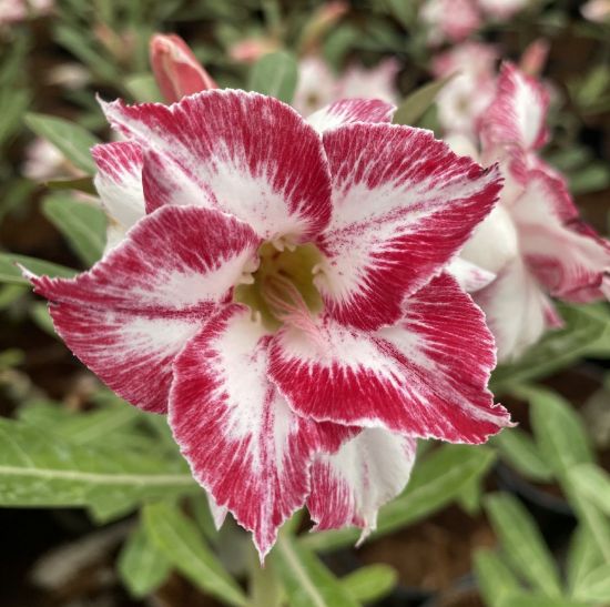 Picture of Adenium - 5 Plants combo 11, AD-8, AD-32, AD-10, AD- 6, AD-47