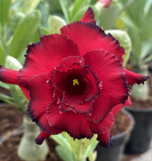 Picture of Adenium - 5 Plants combo 11, AD-8, AD-32, AD-10, AD- 6, AD-47