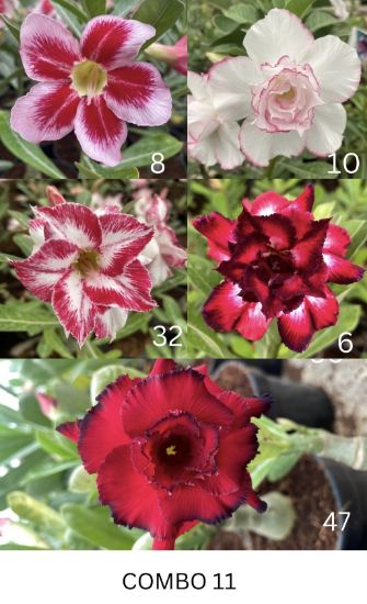 Picture of Adenium - 5 Plants combo 11, AD-8, AD-32, AD-10, AD- 6, AD-47
