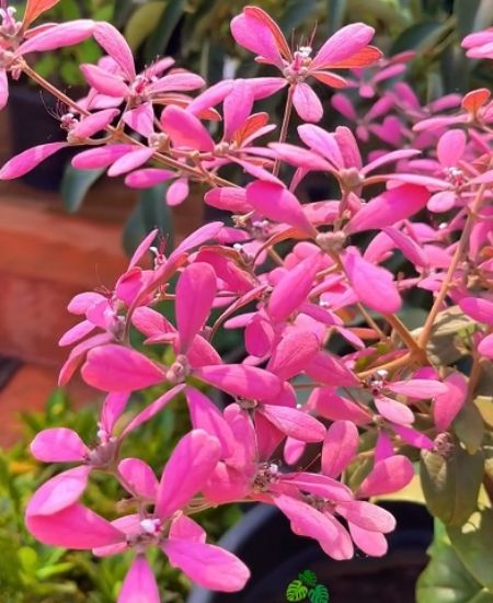 Picture of Petrea - pink (Congea)- Small plant