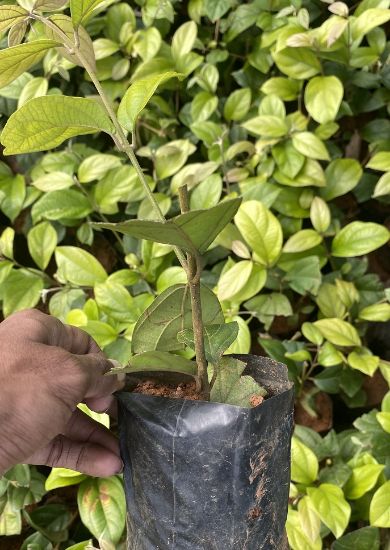 Picture of Petrea - pink (Congea)- Small plant