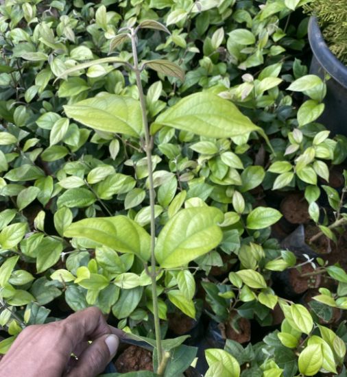Picture of Petrea - pink (Congea)- Small plant