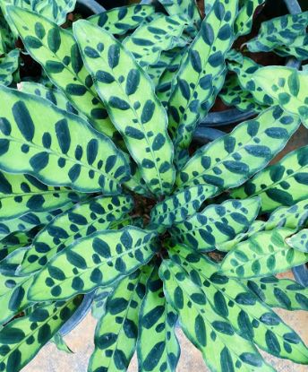 Picture of Calathea - Rattlesnake - with pot
