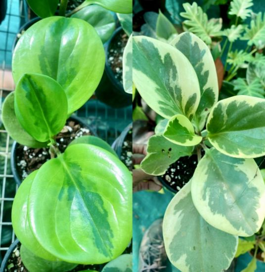 Picture of Peperomia combo-2 plants with pot, Obtusfolia lemon lime and Marble
