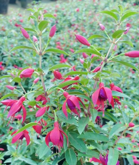 Picture of Fuchsia - Pink - Dancing Lady - with pot
