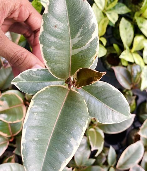 Picture of Rubber Plants combo- with pot - 4 color- 4 verieties