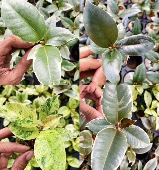 Picture of Rubber Plants combo- with pot - 4 color- 4 verieties