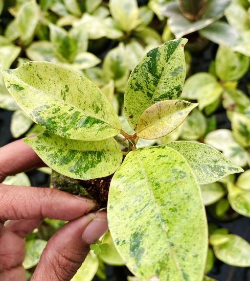 Picture of Rubber Plants combo- with pot - 4 color- 4 verieties