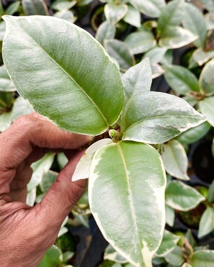 Picture of Rubber Plants combo- with pot - 4 color- 4 verieties