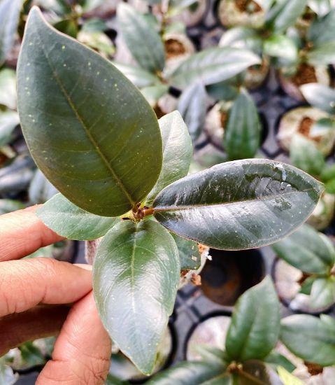 Picture of Rubber Plants combo- with pot - 4 color- 4 verieties