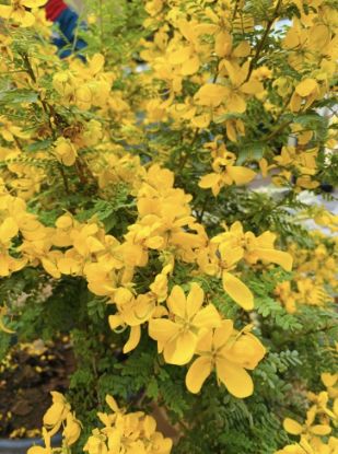 Picture of Cassia Biflora - Flowering Plant- Small
