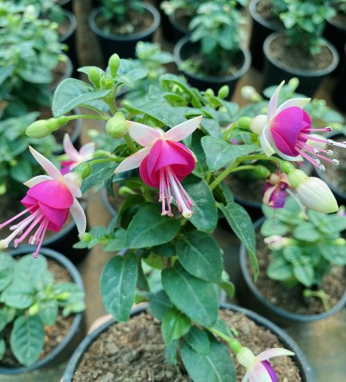 Picture of Fuchsia - white pink- with Pot