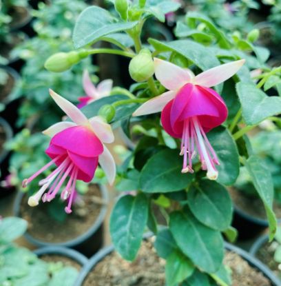 Picture of Fuchsia - white pink- with Pot