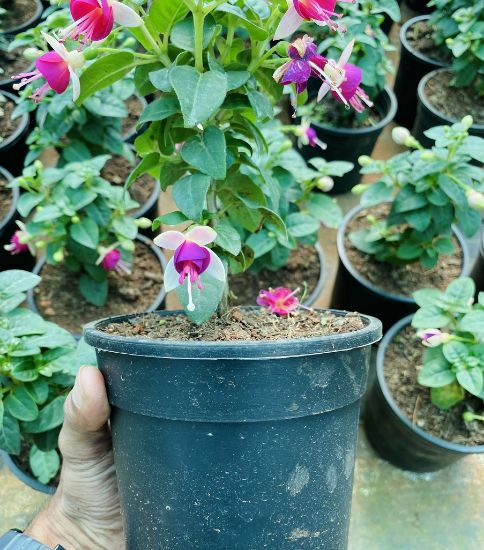 Picture of Fuchsia - white pink- with Pot