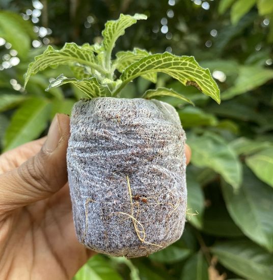 Picture of Fittonia -Compo - Rare verities- 10 Jiffy plants -10 Diffrent colors