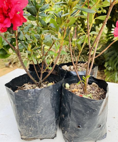 Picture of Azalea - Combo - 4 color - 4 plants