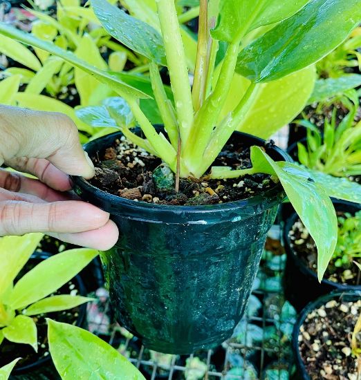 Picture of Philodendron - Melinonii Gold - Small Plant