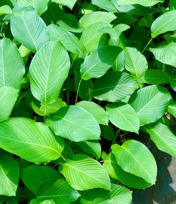 Picture of Calathea Lutea Combo - 4 Plants