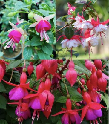 Picture of Fuchsia Combo - 3 Colors