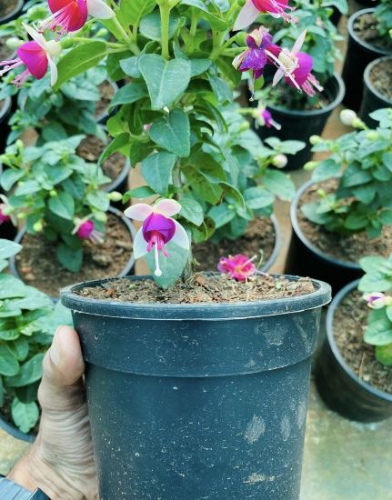 Picture of Fuchsia Combo - 3 Colors