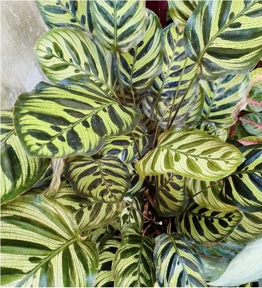 Picture of Calathea - Peacock - with pot