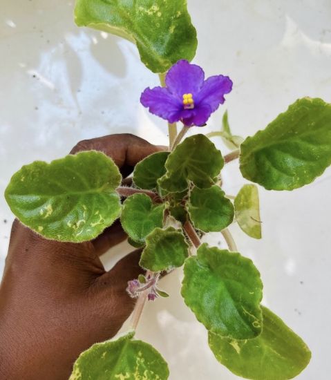 Picture of African violets Combo - 7 Colours - Jiffy plants