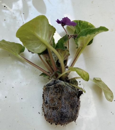 Picture of African violets Combo - 7 Colours - Jiffy plants