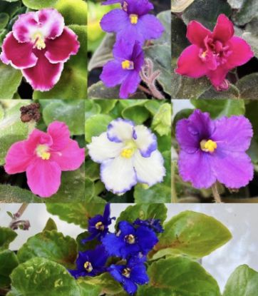 Picture of African violets Combo - 7 Colours - Jiffy plants