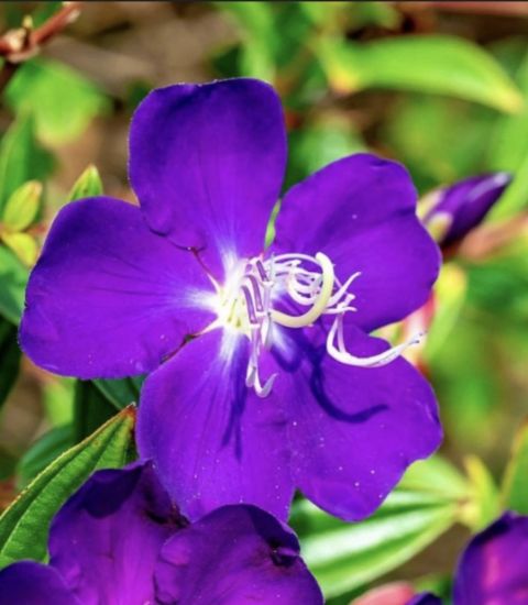 Picture of Melastoma -2 Plants combo - Purple - small size