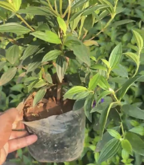 Picture of Melastoma - Purple - medium size