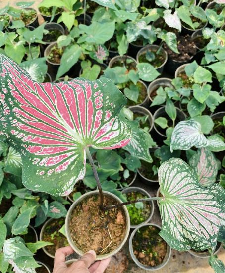 Picture of Caladium - Green Rose- big