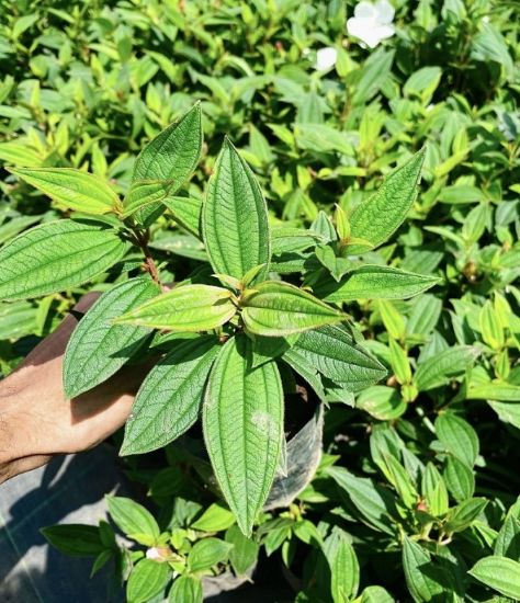 Picture of Melastoma - White - Small Plant