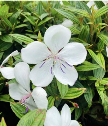 Picture of Melastoma - White - Small Plant