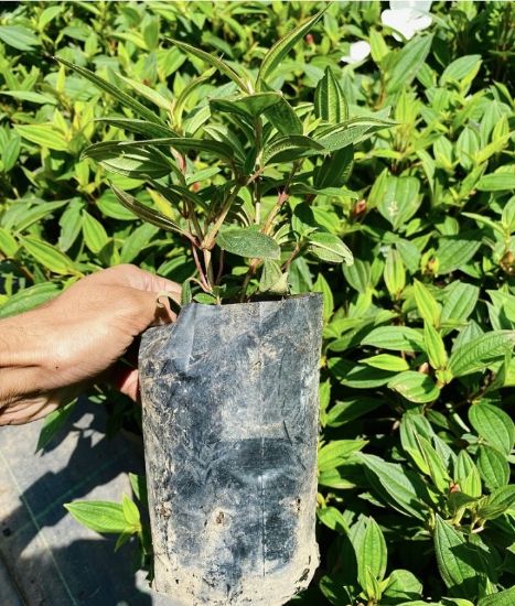 Picture of Melastoma - White - Small Plant