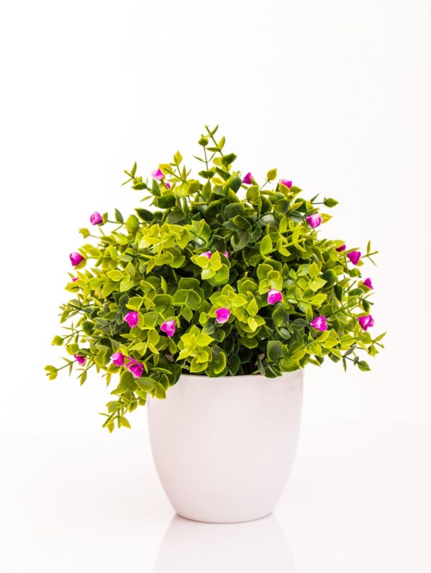 Picture for category Plants with Pots