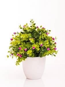 Picture for category Plants with Pots