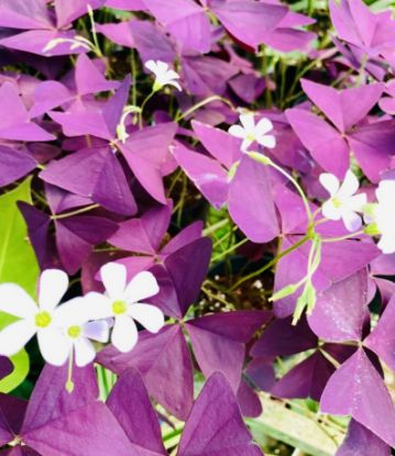 Picture of Butterfly Plant - with pot
