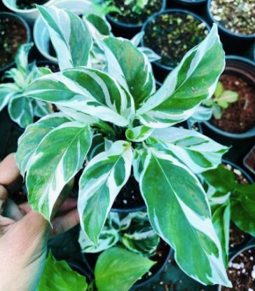 Picture of Calathea - White Fusion- with pot