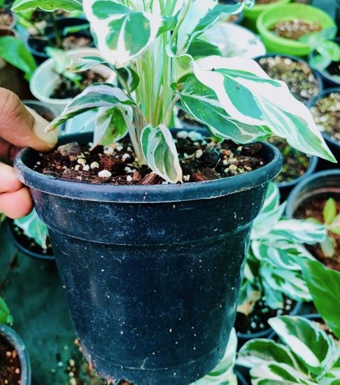 Picture of Calathea - White Fusion- with pot