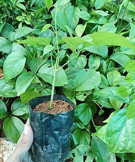 Picture of golden cascade plant