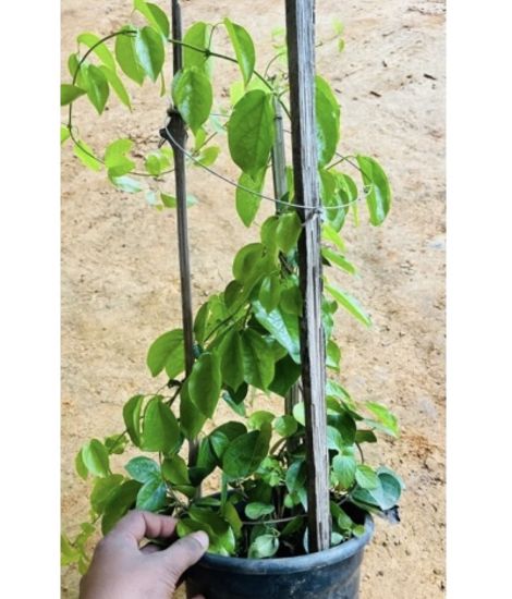 Picture of Manimulla - Cat’s Claw Combo - Big Plants