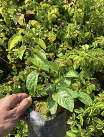 Picture of Manimulla - Cat’s Claw Combo - Big Plants
