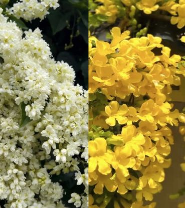 Picture of Manimulla - Cat’s Claw Combo - Big Plants