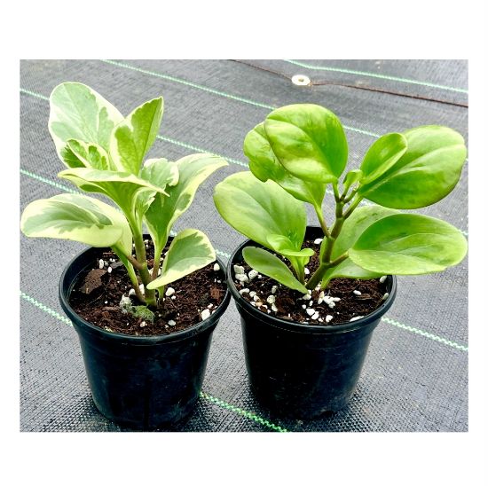 Picture of Peperomia combo-2 plants with pot, Obtusfolia lemon lime and Marble