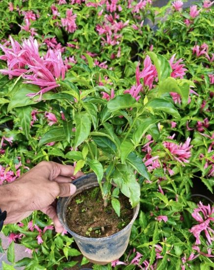 Picture of Justicia Carnea
